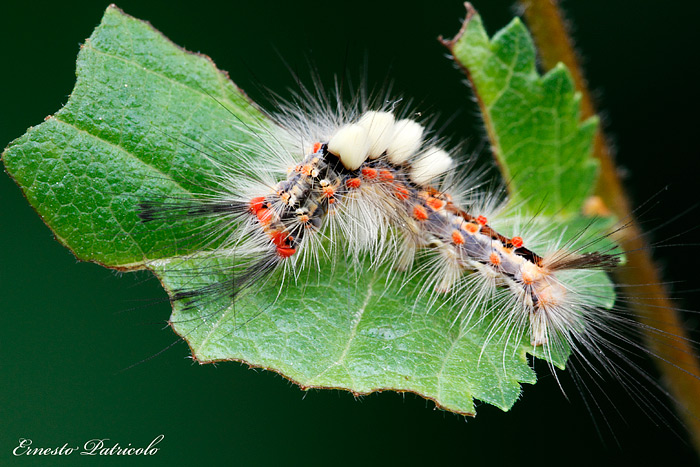 bruco da determinare